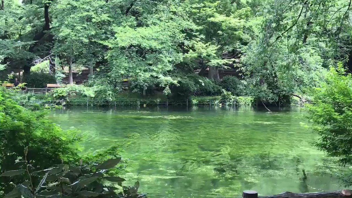こないだの井の頭公園 今日はモネ感が強い なぜだろう 久住さん Qusumi のおかげでスッキリ いわく井の頭の固有種 イノカシラフラスコモ という絶滅危惧種の水草が 3回のかいぼりで約60年ぶりの大復活だ そう たくましく しなやかに 生きたいものだなあ こないだの井の頭公園 今日はモネ感が強い なぜだろう 久住さん Qusumi のおかげでスッキリ いわく井の頭の固有種 イノカシラフラスコモ という絶滅危惧種の水草が 3回のかいぼりで約60年ぶりの大復活だ そう たくましく しなやかに 生きたいものだなあ