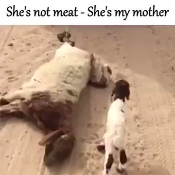 This is heartbreaking 💔
Animals don't need to die for you to celebrate Eid al-Fitr. Have a #vegan holiday.