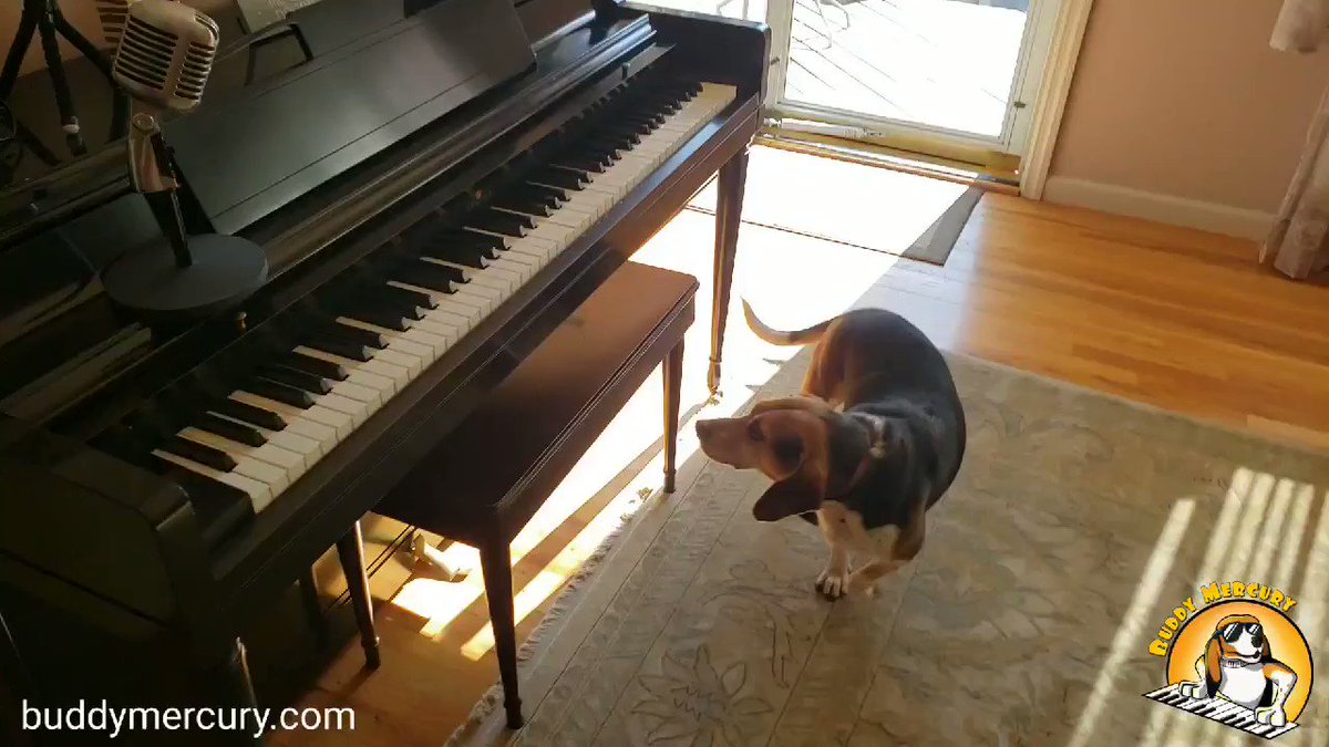 NEW SONG!!! "Adopt Don't Shop" is sweeping the nation!!!!
#AdoptDontShop #WednesdayMotivation #WednesdayThoughts #WednesdayWisdom #dogs #buddymercury