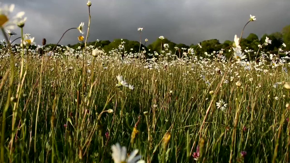 Little Green Space 🐝 (@LGSpace) on Twitter photo 2019-06-24 11:47:14 Only 3% of UK wildflower meadows are left. So whenever you see Ox-eye daisies - whether on roadverges, in gardens or in public spaces - be pleased they havent been mown or sprayed, because they are just fantastic for bumblebees and solitary bees! Only 3% of UK wildflower meadows are left. So whenever you see Ox-eye daisies - whether on roadverges, in gardens or in public spaces - be pleased they havent been mown or sprayed, because they are just fantastic for bumblebees and solitary bees!