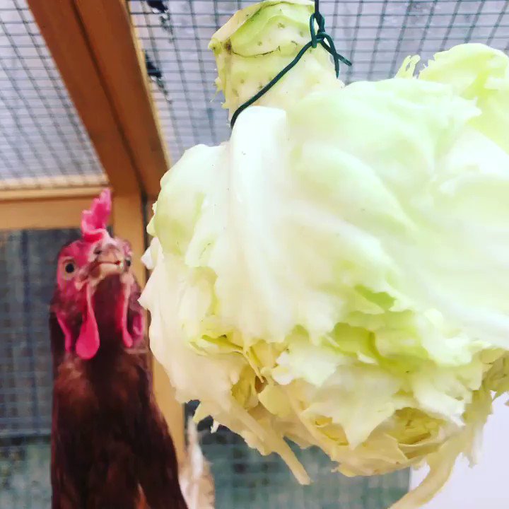 These chickens were rescued from a factory farm where they suffered relentlessly. But now look at them! ๐
My friend, Dave Huntley (@EightyOneUnite) sent me this video of the hens eating cabbage and it's basically the sweetest thing you'll see this week. ๐๐ค