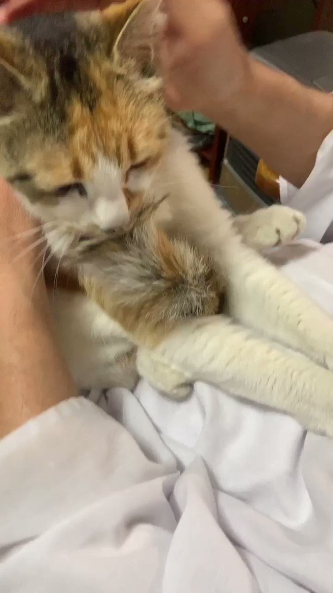 猫ちゃんがしっぽをおしゃぶりにしながらお腹の上でゴロゴロ言って踏み踏みする動画 Togetter