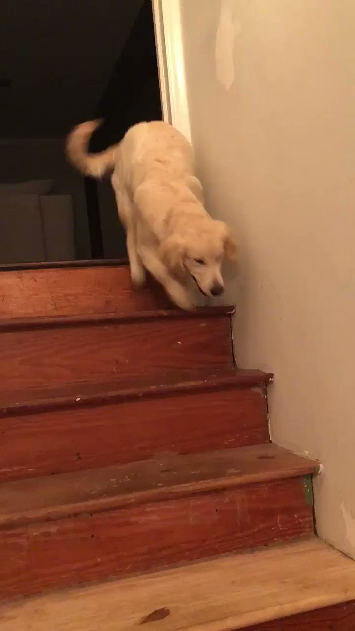 Can Three Legged Dogs Climb Stairs