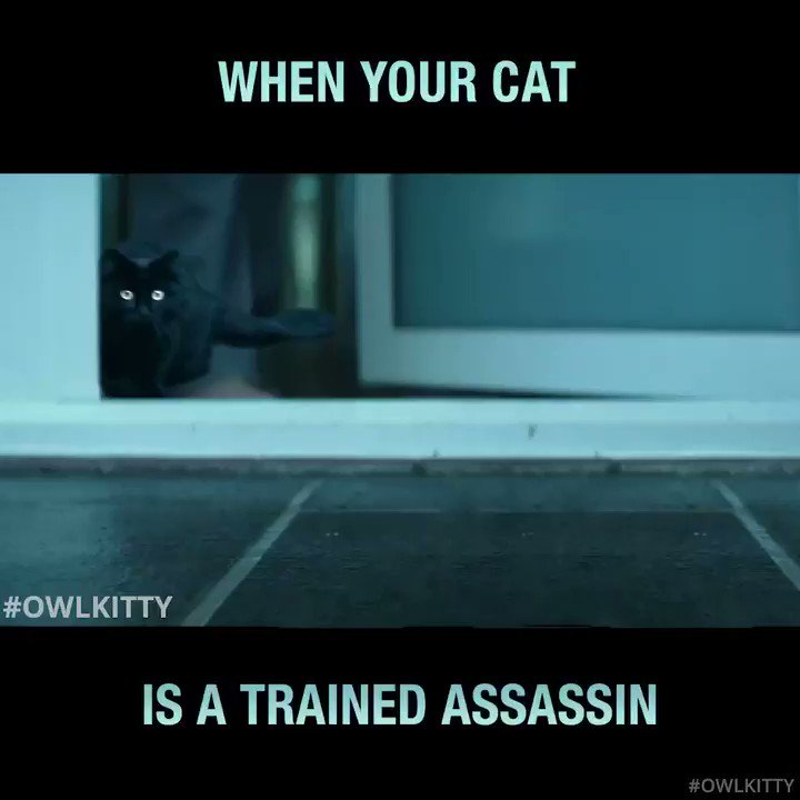 OwlKitty (@Owl__Kitty) on Twitter photo 2019-06-07 07:13:09 Prepare for war😼 #JohnWick #owlkitty Prepare for war😼 #JohnWick #owlkitty