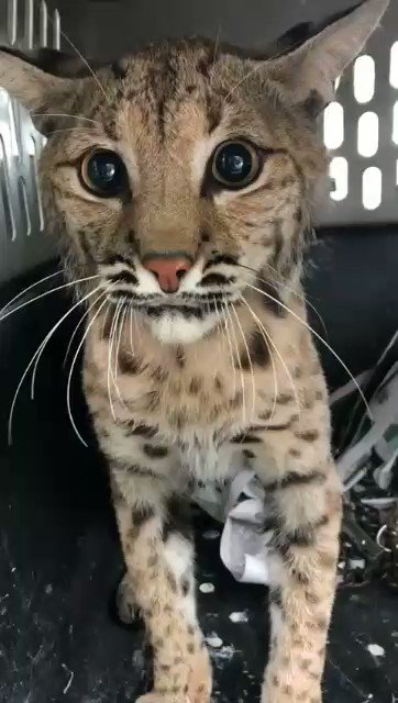 Nuestra Unidad de Rescate de Fauna Silvestre rescató a un lince en Autlán de Navarro 🐱, gracias al reporte realizado desde el @CUCSur.
El lince permanecerá 4 meses en el área de observación, en donde será protegido y alimentado, luego se valorará el regreso a su hábitat.