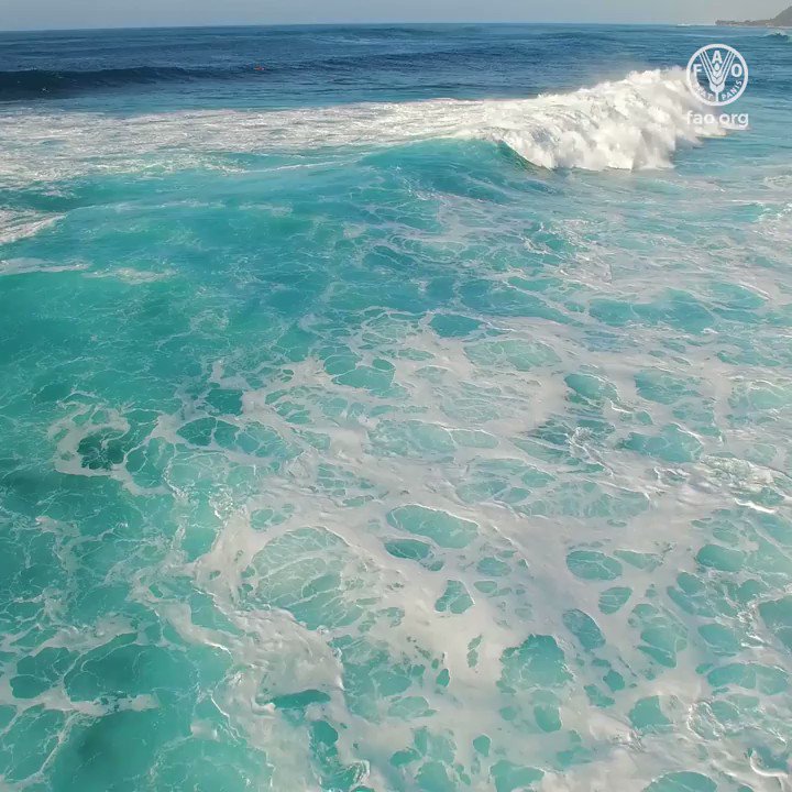 On #WorldOceansDay take a minute to think about our oceans...
🌊Oceans act as the largest carbon sink in the 🌍
🌊Oceans host 80% of life on the 🌍
🌊Oceans provide half of the 🌍’s oxygen
How we can all act to #SaveOurOceans 👇