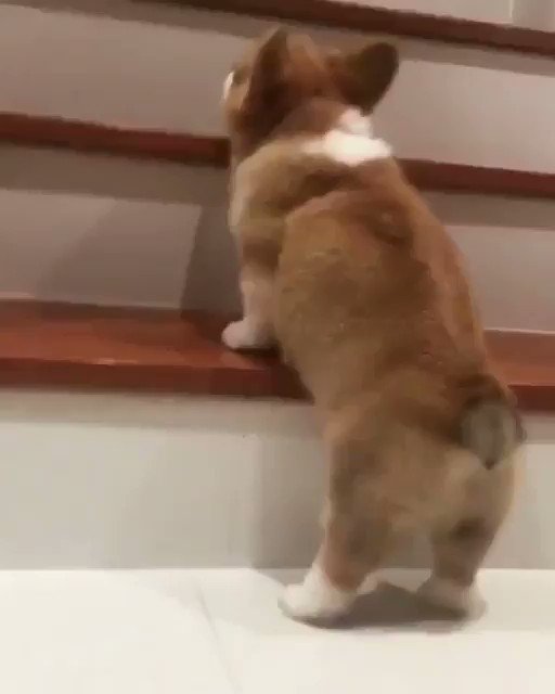 わんちゃんが一生懸命階段登ろうとするけど、登れない！