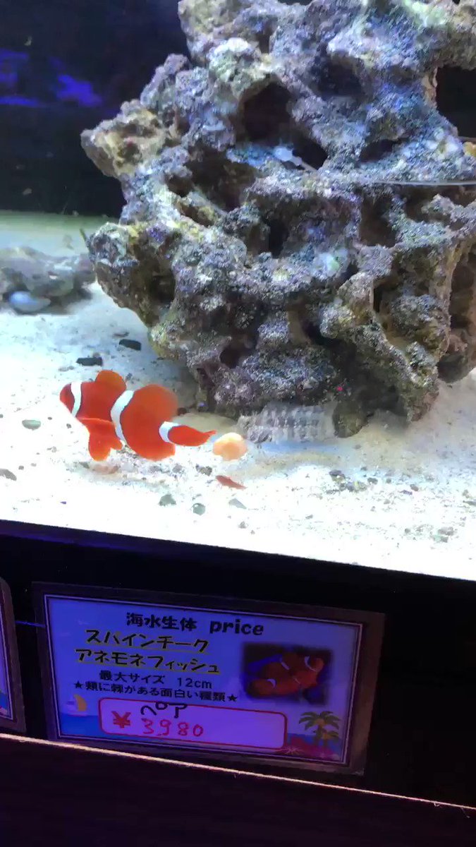 沖縄ビアンコ 公式 最初に言っておく おはようございます 来週のニチアサも楽しみで小躍り中なう W W 今日の動画は後輩さん より スパインチークアネモネ Vs ヤエヤマギンポ ちょっと そのエビ私のよ それでは 沖縄ビアンコ 公式 最初に言っておく おはようございます 来週のニチアサも楽しみで小躍り中なう W W 今日の動画は後輩さん より スパインチークアネモネ Vs ヤエヤマギンポ ちょっと そのエビ私のよ それでは