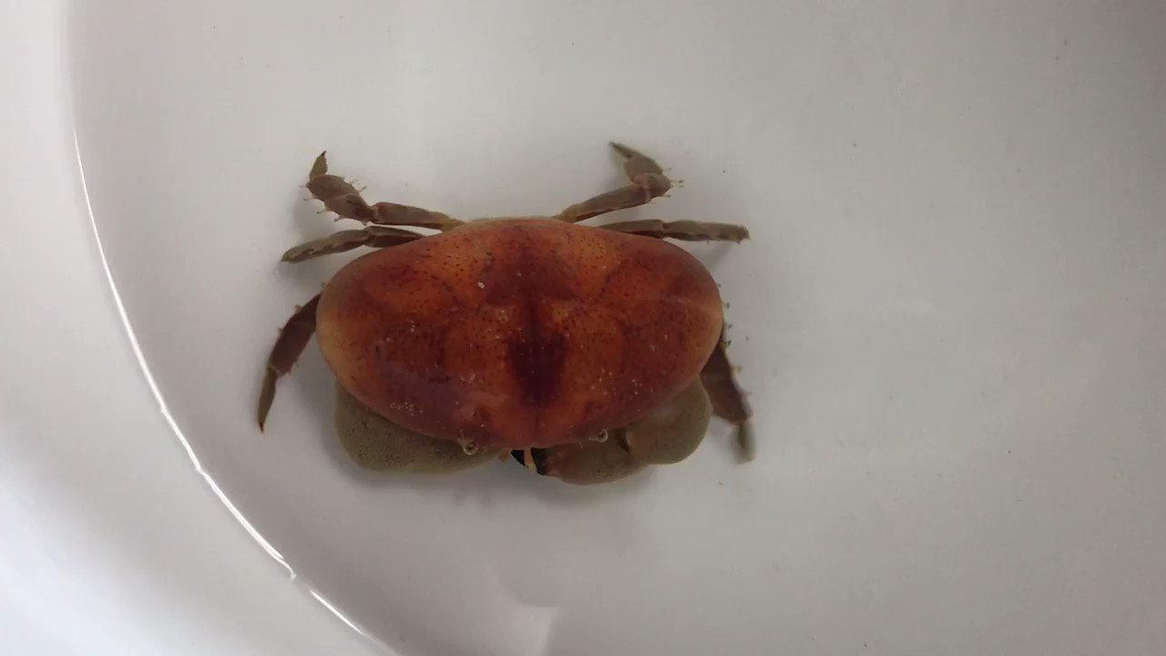 すさみ町立エビとカニの水族館 漁師さんより カニとりにこーい とのご連絡 こ このカニは 11年ぶりの搬入となるやや珍しいマンジュウガニの仲間 サメハダマンジュウガニさん 甲羅と歩脚のアンバランスさにオマケのような小さな眼が可愛
