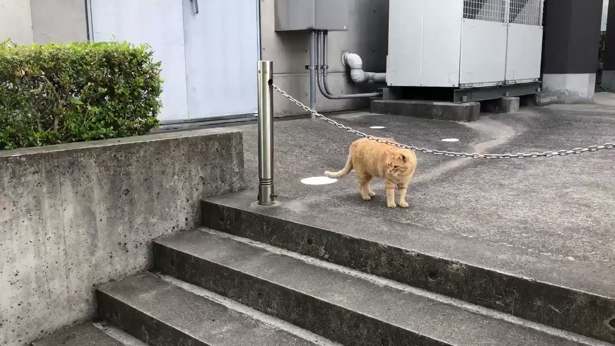 Memories 032『お別れの日😿 farewell day 』(2019/5/16)🎨ゴッちゃんが離れる2日前。いつにもまして会話していたように思います。#尾道 #千光寺公園 #尾道市立美術館 #黒猫 #茶トラ #cat https://t.co/qih65UBt40