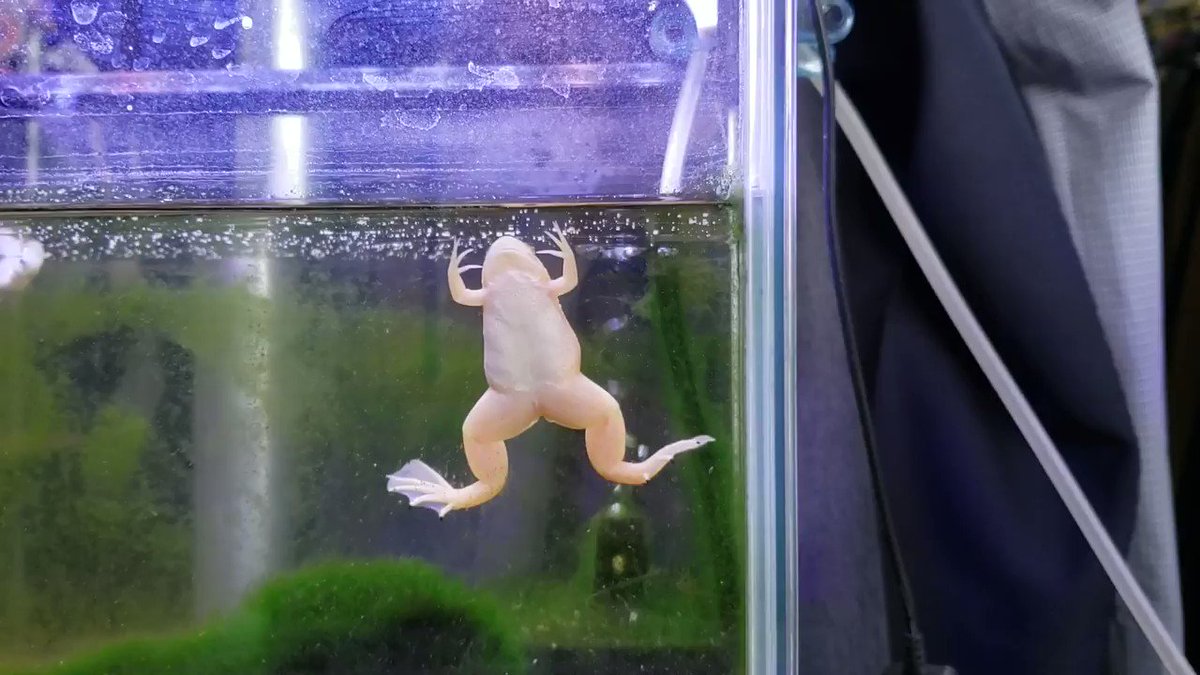飼いやすい変わったペット アルビノアフリカツメガエルの飼育 エサや寿命 古着衛門のブログ Blog 飼いやすい変わったペット アルビノアフリカツメガエルの飼育 エサや寿命 古着衛門のブログ Blog