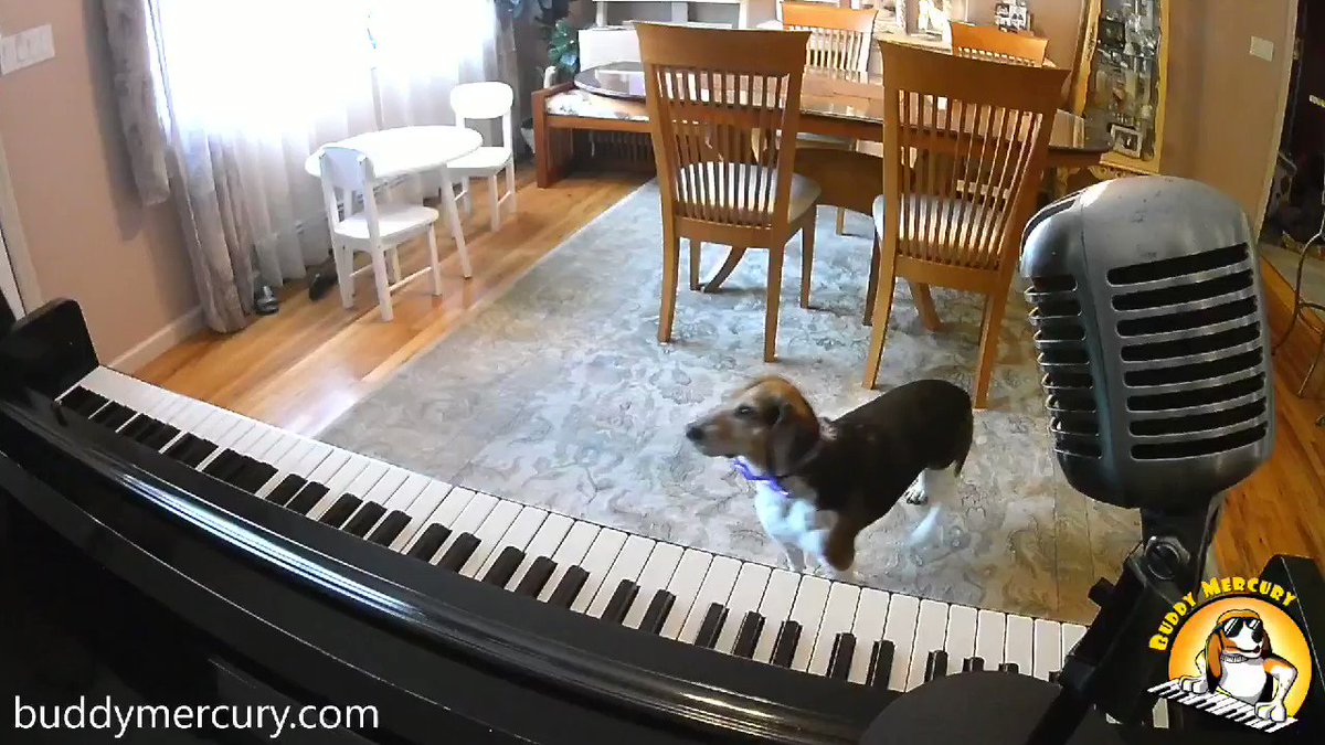 NEW!!! Some Buddy To Love!!! πΈ Queen Cover! Ooh, each morning I get up I die a little
Can barely stand on my feet...Somebody (somebody) ooh somebody (somebody)
Can anybody find me somebody to love? #AdoptDontShop #TuesdayThoughts
#TuesdayMotivation
#dog #buddymercury
