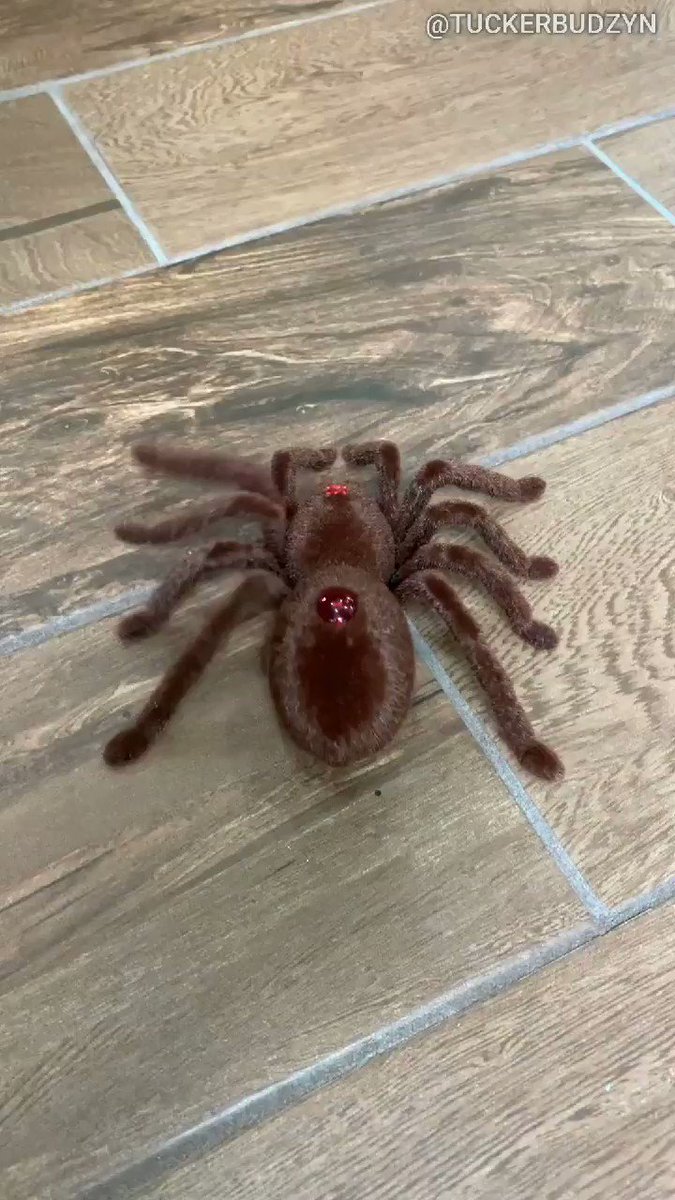 I'll show you spooder!!! #WednesdayMotivation #WednesdayMorning #Dog #puppy
