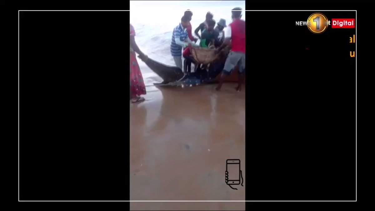 Respect 🙏
Villagers and fishermen rescued a Whale Shark, stranded at Mullivaikal beach area in Mullaitivu and supported to swim deep waters.
#Humanity #LKA #SriLanka
via @munza14 @NewsfirstSL