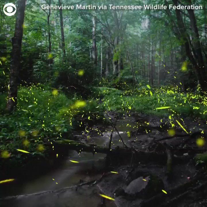 Take a look at these bright fireflies shining at Great Smoky Mountains
