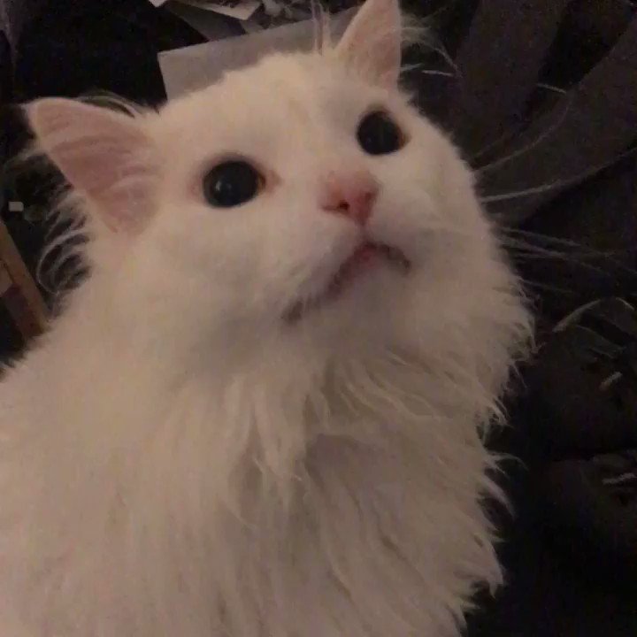 Cat Meows Until It Explodes Roblox Id Code