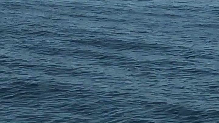 Dolphins are swimming a lot today too🐬🐬🐬
今日もイルカが元気に泳いでます!
#dolphins #pacificocean #japancoast #voyage #officer #sailor #seamenslife #roroship #rorovessel #carcarriervessel #lifeonship #イルカ #太平洋 #三陸沖 #航行中