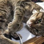 地震にびっくりして猫さんのしっぽがぽんぽこになる被害 怖いしびっくりするよね と労られる だっこして揺らしてあげるといい Togetter 地震にびっくりして猫さんのしっぽがぽんぽこになる被害 怖いしびっくりするよね と労られる だっこして揺らしてあげるといい Togetter