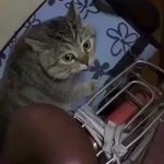 なんて言ってるのか気になる!ネコ語が詳しい人いませんか？w