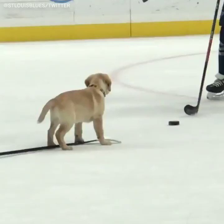RT @HockeyCentraI: The REAL reason the St. Louis Blues won the cup https://t.co/eIKr1mBKZR