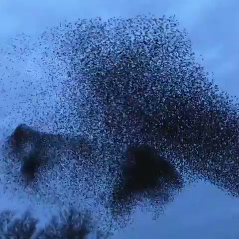 Starlings swirl in the sky,looking more like a liquid than a flock of birds!🦅#Murmuration #Cool #ThursdayThoughts