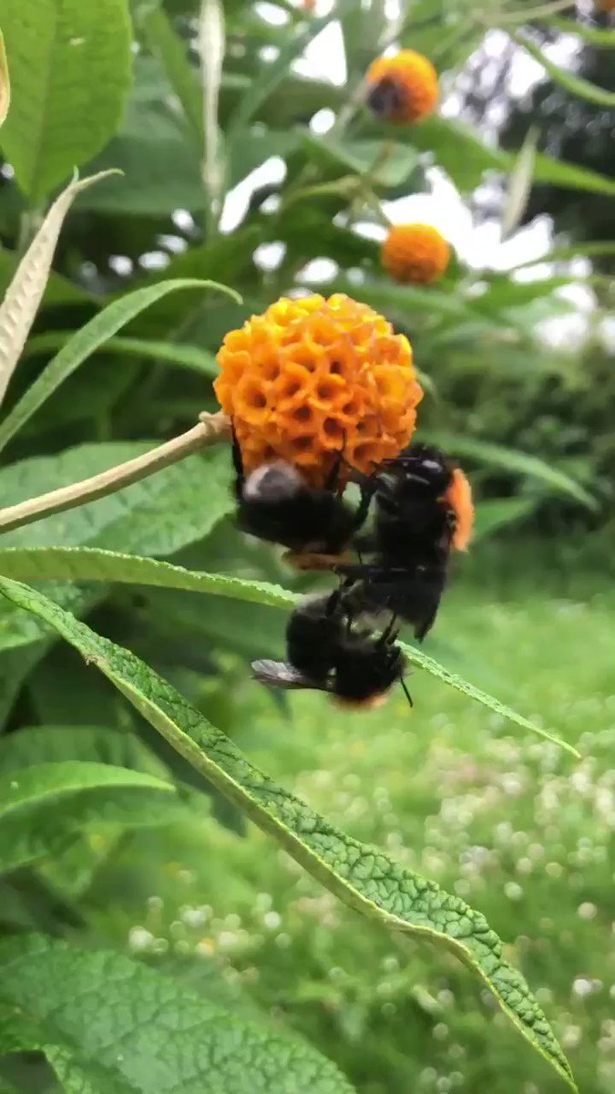 Busy busy bees in the garden this evening - Tree Bees - Bombus hypnorum @LincsNaturalist @LincsWildlife @BumblebeeTrust @Britnatureguide @BritishNature