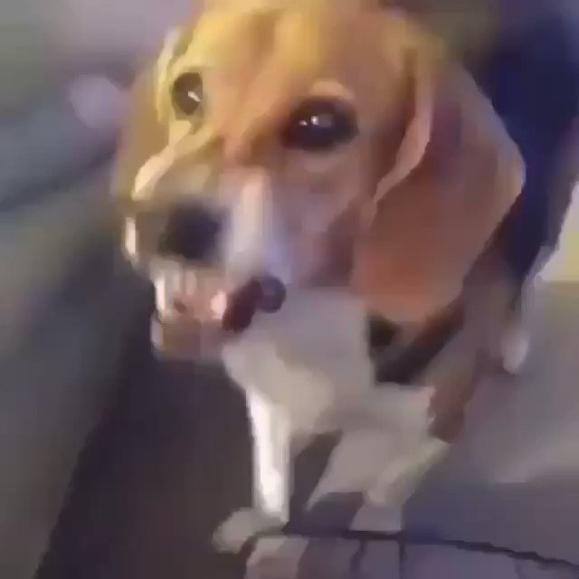 RT @myantbui: how Instagram is acting rn #instagramdown https://t.co/nk5QZPJ4mw