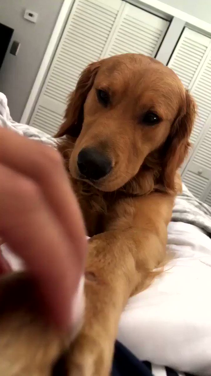 Waffles loves for me to pet his paws, whenever I stop he gets serious, and whenever I pet him he smiles ππ