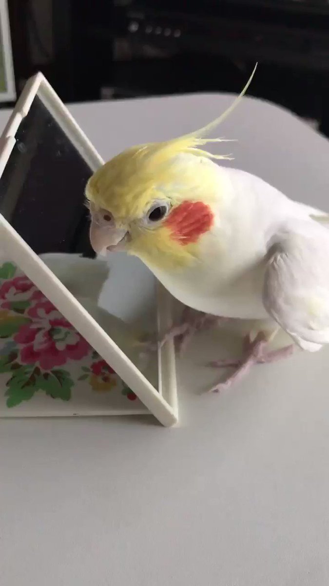 オウムインコの日 お歌 おしゃべり 大賞決定 小鳥部