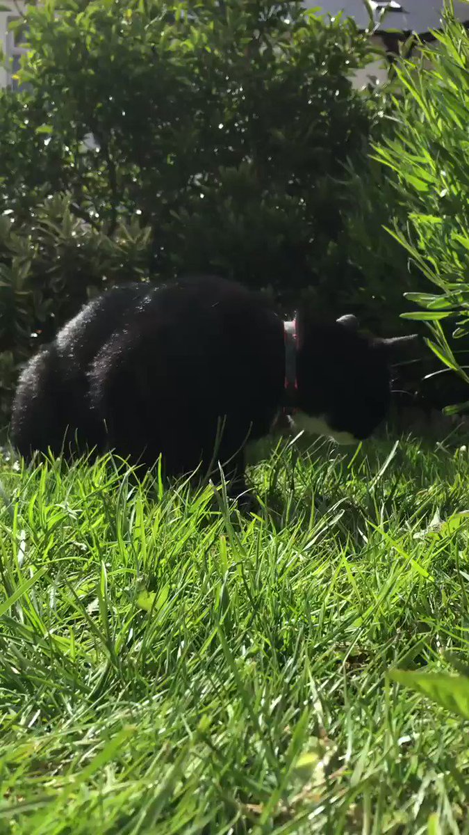 🎬 Sooty & Sheldon ⭐️ Star in Mr Tibbs’ International Film Festival #MTIFF @JoyOfCats 🎭
🥁 First up...🎥🎟
“Sheldon 🥊 & the attack of the grass 🌱 blade!”
#CatsOfTwitter #Ambassacats
