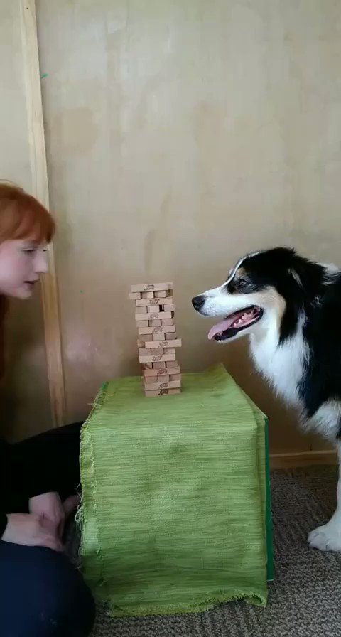 ジェンガするわんこ！？凄い天才犬を発見！！