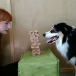 ジェンガするわんこ!？凄い天才犬を発見!