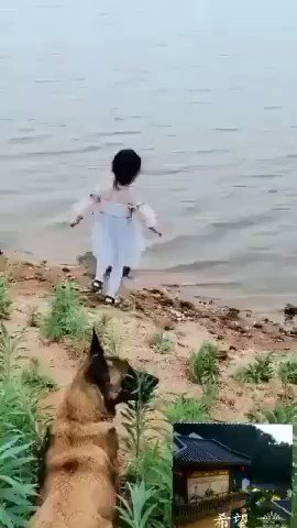 Best video to start the week. 🐕 😍
Thanks to my Whatsapp groups.