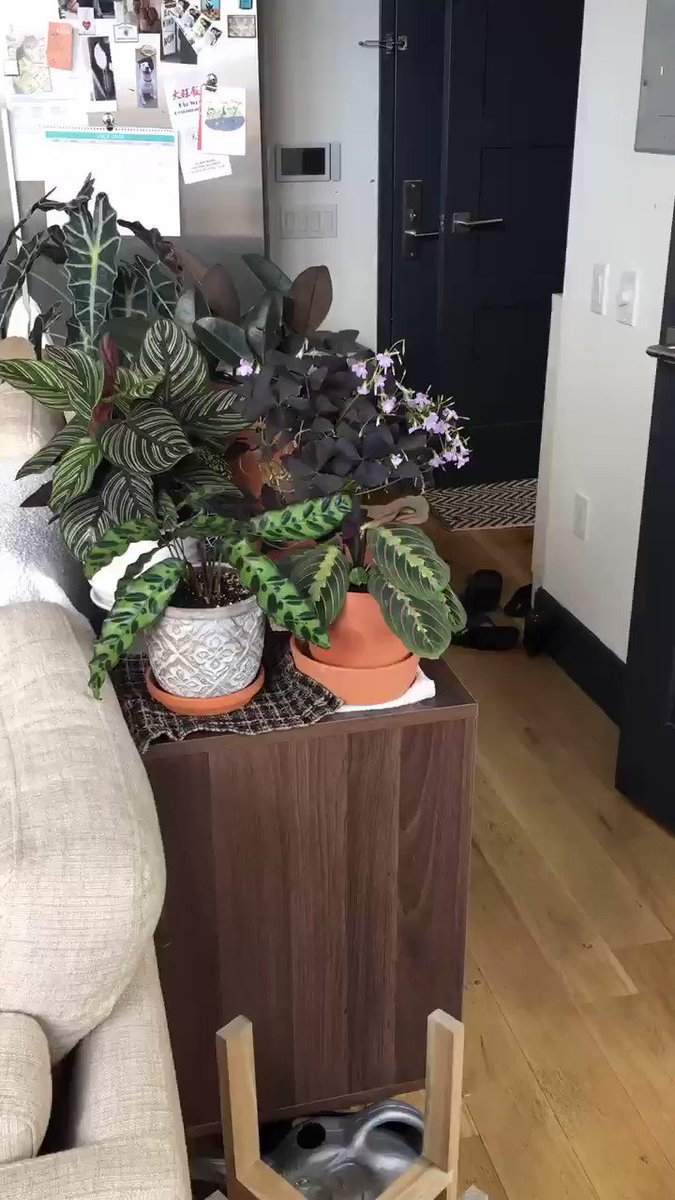 My wife is getting really into #plants, so we set up a #timelapse to monitor their growth. We ended up capturing this effect called phototropism, or growth towards light. We both got a kick out of how active they are so I wanted to share. #HomeGarden
