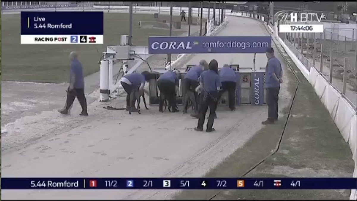 How does this make you feel?
The greyhound's name is Gentle Jimmy.
This happened today at the Romford track
#BanGreyhoundRacing