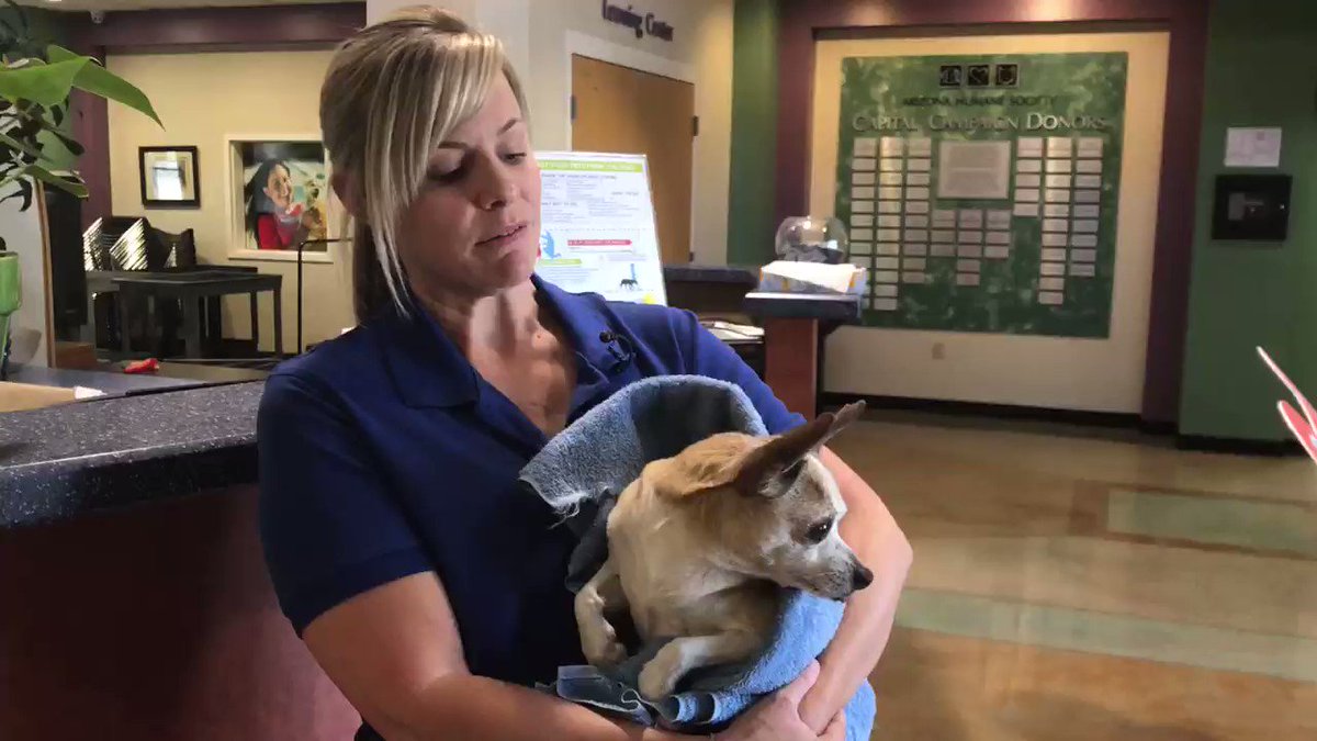 Bretta Nelson giving update on 38 Chihuahuas rescued from abandoned house last week by @azhumane #AdoptADog #fox10phoenix