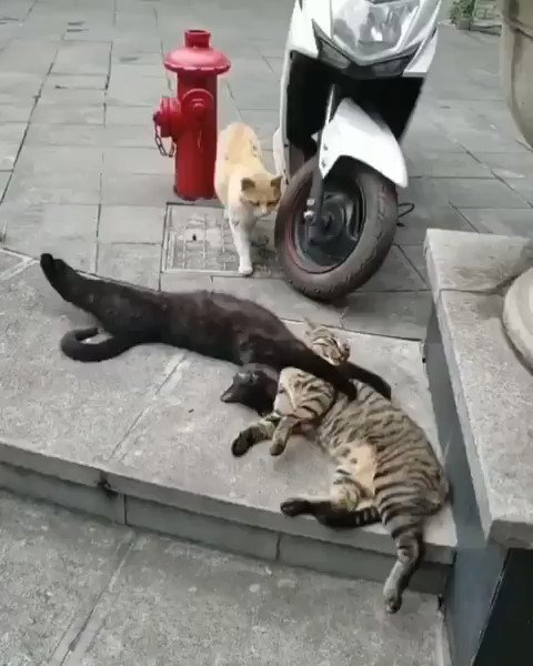 Video oleh @nakisyozyo