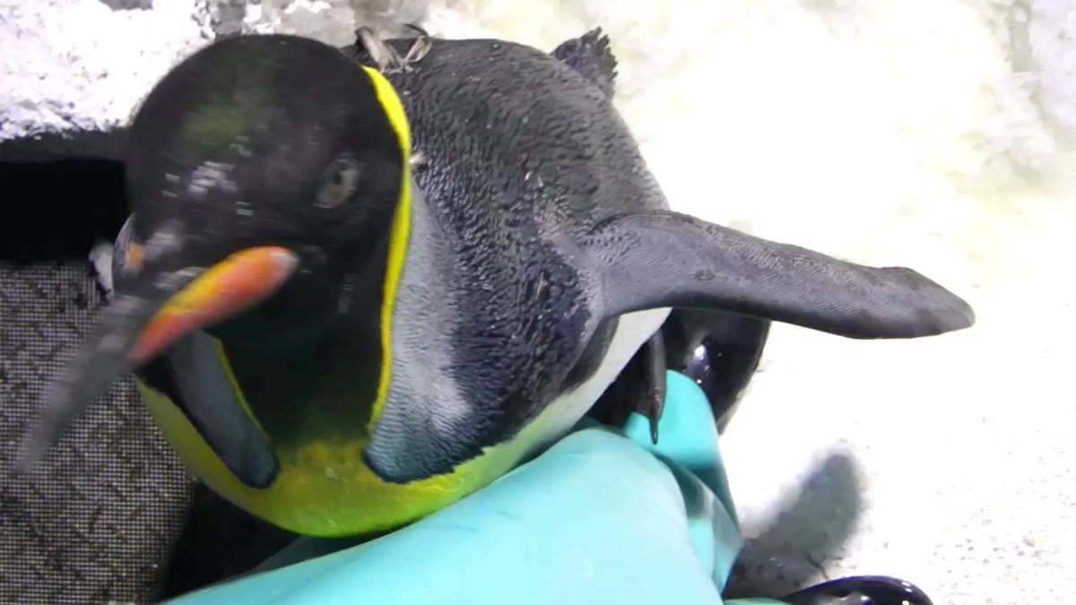 飼育員さんの脚に挟まっていたあのペンギンは今 海遊館