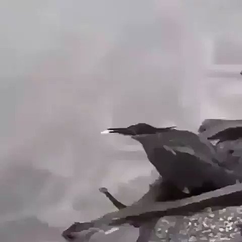【ササゴイ】
どこでそんな超技術を獲得してしまったのか、疑似餌で魚をおびき寄せて釣ればいいじゃんという知恵を獲得した鳥。
個体によって釣りをしないもの、餌にするものが変わるらしく
進化ではなく人間の釣りを見て学習した説もあるとか…。