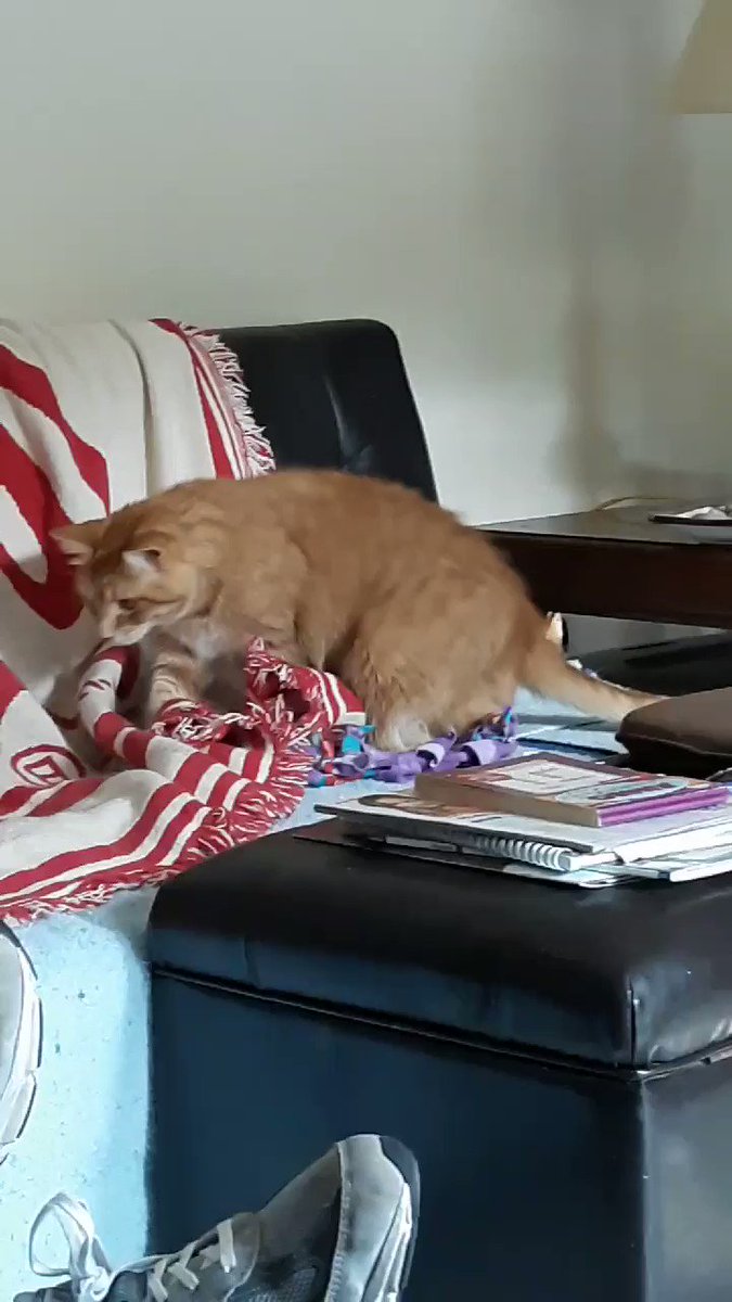 Ozzie says; I was doing an under blanket inspection and Dora was inspecting the top of the blanket. I couldn't find anything exciting so I left. I hope everyone had a great day. Have a wonderful #WhiskersWednesday ๐ป๐๐พ