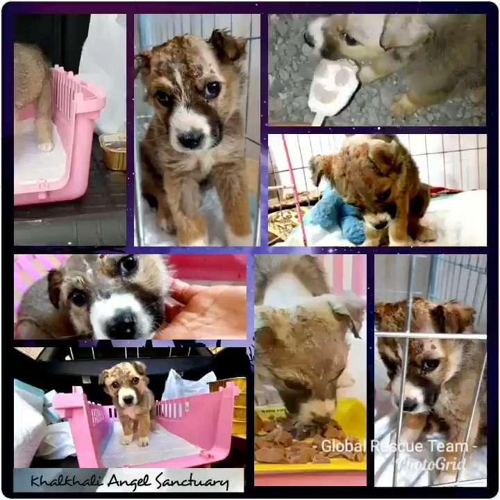 Global Rescue Team (@OfficialGRT) on Twitter photo 2019-06-20 01:46:53 Baby Maggie severely beaten by locals until her skull was smashed in makes progress each day. Please find in your ❤ to donate so Maggie can get the rehab & PT she needs 🙏💸💳 paypal.me/officialgrt theluckypupp.com/global-rescue-… #charitytuesday #TuesdayThoughts #rescue #puppy #help Baby Maggie severely beaten by locals until her skull was smashed in makes progress each day. Please find in your ❤ to donate so Maggie can get the rehab & PT she needs 🙏💸💳 paypal.me/officialgrt theluckypupp.com/global-rescue-… #charitytuesday #TuesdayThoughts #rescue #puppy #help