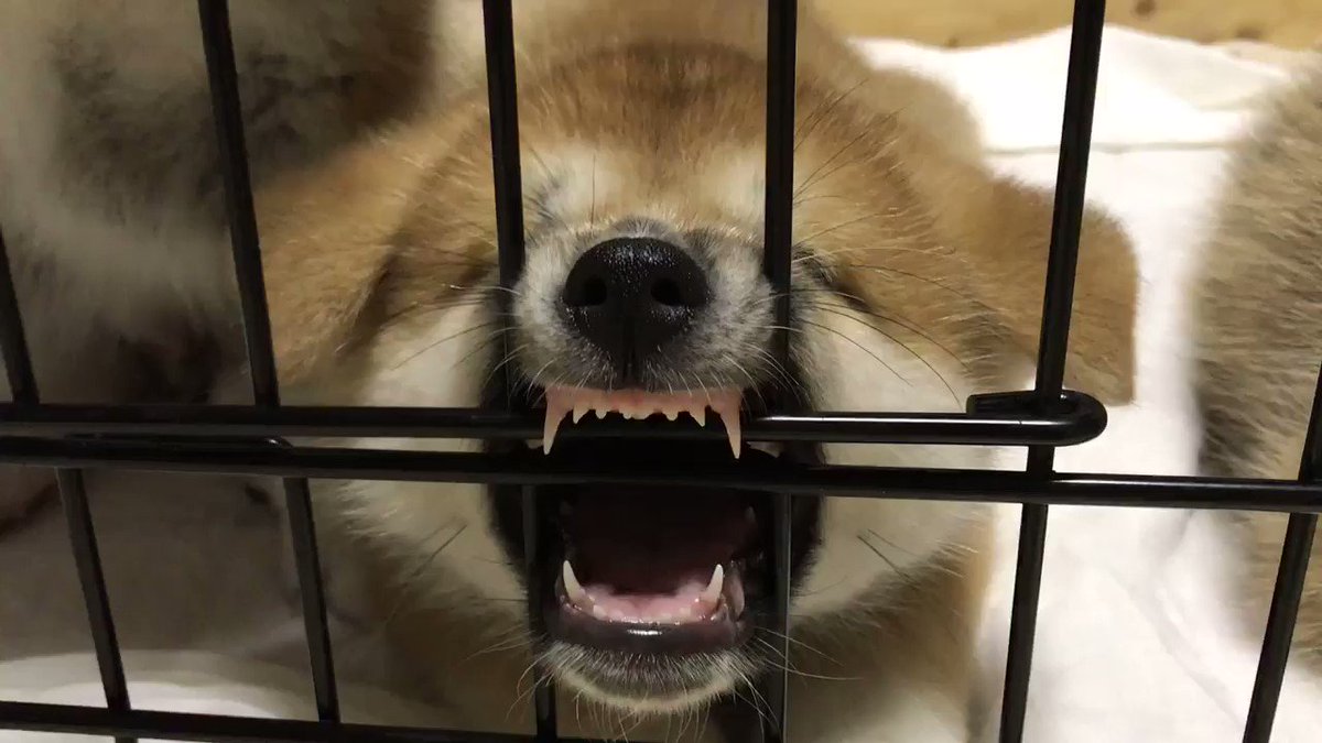 えっ これって寝顔 ゲージに噛みついたまま寝てしまった秋田犬の子犬が可愛いと話題に Fundo
