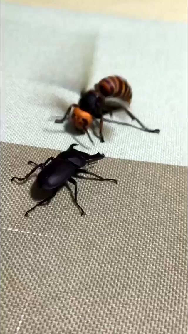 拾うですね 仮出所期間中 コクワガタvsオオスズメバチ 拾うですね 仮出所期間中 コクワガタvsオオスズメバチ
