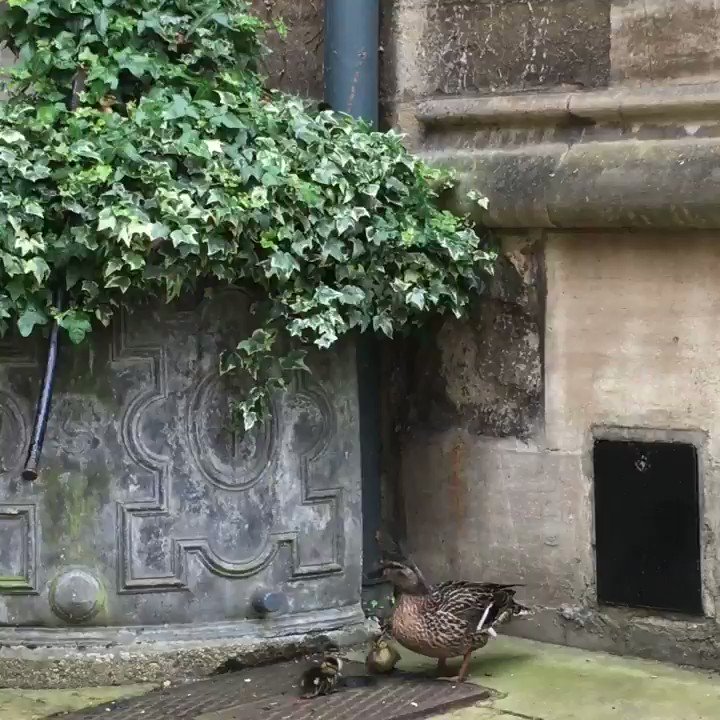 Here’s something to brighten your Wednesday...new Oriel ducklings! #wednesdaymotivation