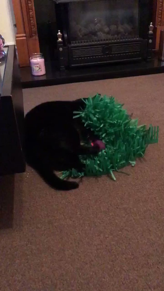 π¬ Final entries for #MTIFF this year...π₯
π₯π βSooty, a trio of excitement π» - nip, grass & new toys & a pest ππΎ!β π
@JoyOfCats #CatsOfTwitter #Ambassacats