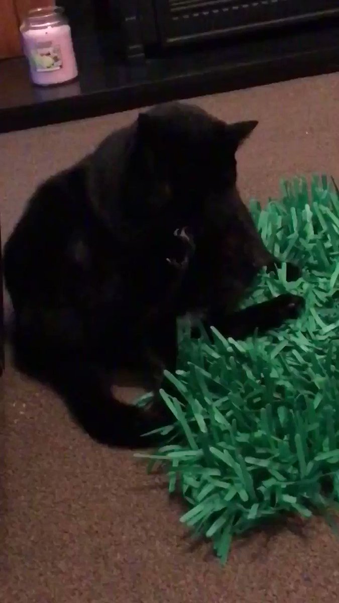 π¬ Sooty takes the lead role again βοΈπβοΈ in... π₯
π₯π βMandatory Manicure π
πΌβ
@JoyOfCats #MTIFF #CatsOfTwitter #Ambassacats