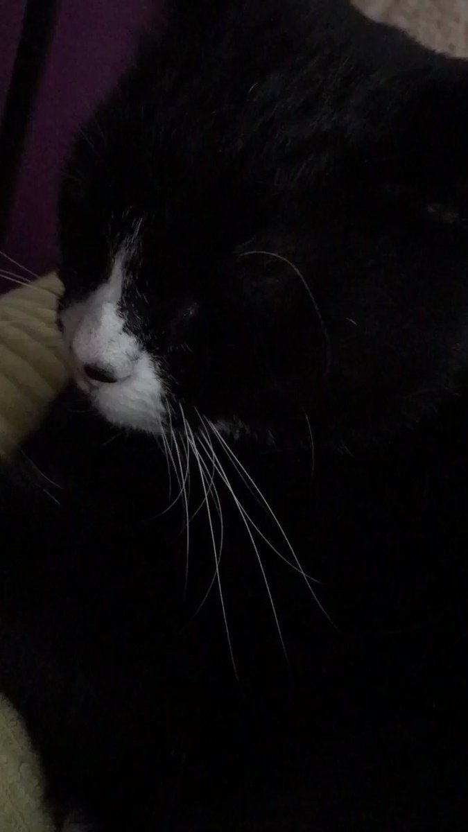 π¬ Next up Sheldon takes stars βοΈπβοΈ in... π₯
π₯π βNurse Sheldon & his Healing Purrs! π¨π»ββοΈβ€οΈβ
@JoyOfCats #MTIFF #CatsOfTwitter #Ambassacats