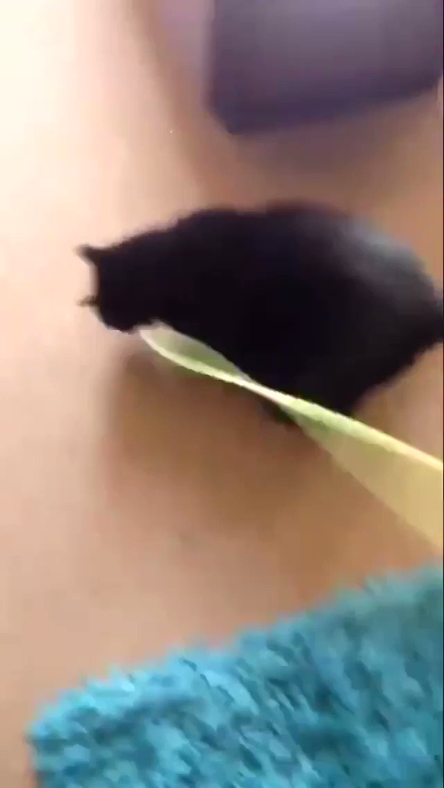 π¬ Last but by no means least...Sooty closes the show with... π₯
π₯π βSootyβs Staff Fitness Regime! π½ππ»ββοΈβ
π Good Luck π to all our fur pals! πΎπ€πΌπΎ Fabumouse fun watching everyfurrys entries, so many talented kitties! β€οΈπ»β€οΈπ»β€οΈ
@JoyOfCats #MTIFF #CatsOfTwitter #Ambassacats