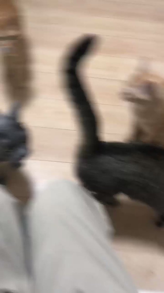 猫さんが居る整体院は待ち時間が幸せで もう少し待ってます と言いたくなる メンタルも回復できる Togetter