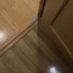 おもらししちゃったイッヌの反省の仕方が可愛いw